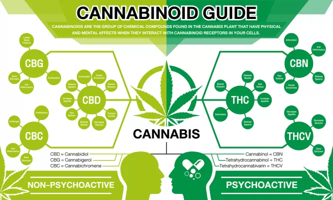 Science Behind Medical Marijuana Image 1 (Cannabis Compounds): A diagram showing the chemical compounds present in medical marijuana, including THC and CBD.