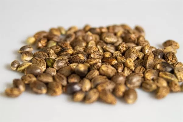 Buy Cannabis Seeds Online Germany | Weedmarihuana.eu Best Place to Buy Marijuana Seeds