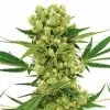 Buy AK-47 seeds online Buy AK-47 seeds online