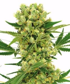 Buy AK-47 seeds online