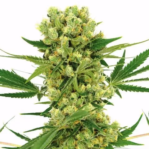 Buy AK-47 seeds online Buy AK-47 seeds online