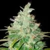 Buy Afghan kush Seeds (Fem)