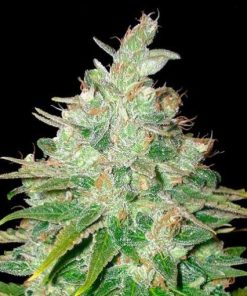Buy Afghan kush Seeds (Fem)