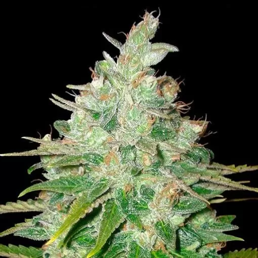 Runtz-Samen kaufen Buy Afghan kush Seeds (Fem)