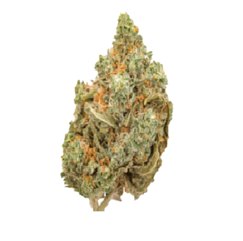 What Marijuana Strain Makes You Laugh?