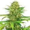 Buy Bubblegum Kush Seeds