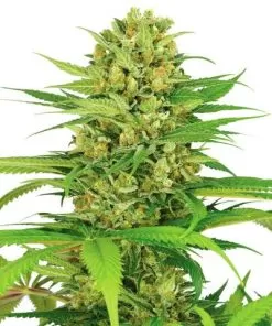 Buy Bubblegum Kush Seeds