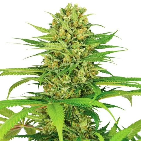 Buy Bubblegum Kush Seeds Buy Bubblegum Kush Seeds