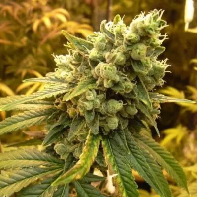 Buy Sour Diesel Seeds (Fem)