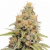 Buy Strawberry Kush Seeds (Fem)
