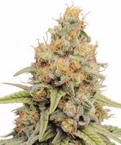 Buy Strawberry Kush Seeds (Fem)