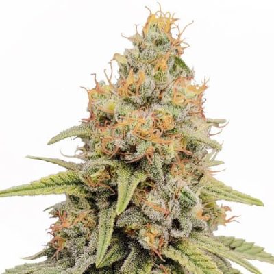 Buy Strawberry Kush Seeds (Fem)