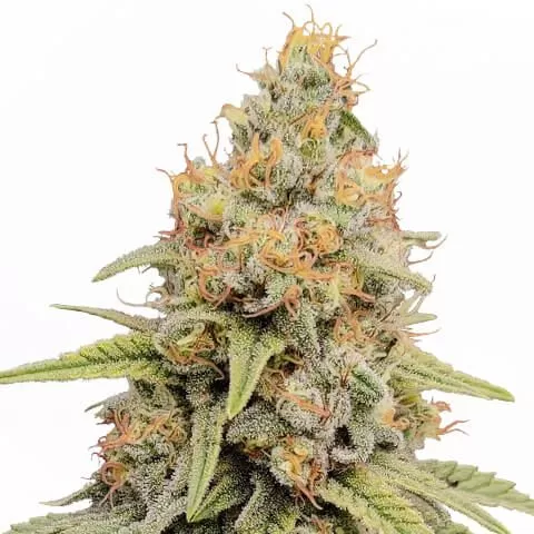 Buy Strawberry Kush Seeds (Fem) Buy Strawberry Kush Seeds (Fem)