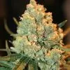 Buy Super Silver Haze Seeds Online Buy Super Silver Haze Seeds Online
