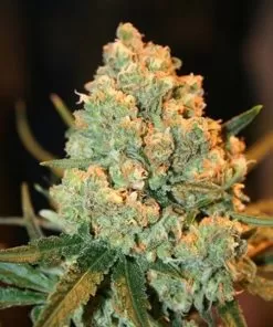 Buy Super Silver Haze Seeds Online