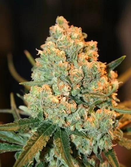 Buy Super Silver Haze Seeds Online Buy Super Silver Haze Seeds Online