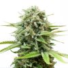 Buy White Widow Seeds (Fem)