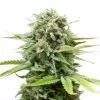Buy White Widow Seeds (Fem) Buy White Widow Seeds (Fem)