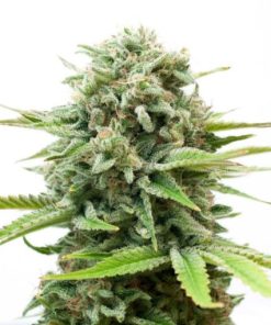 Buy White Widow Seeds (Fem)