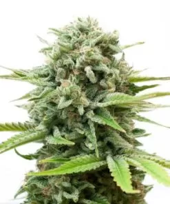 Buy White Widow Seeds (Fem)