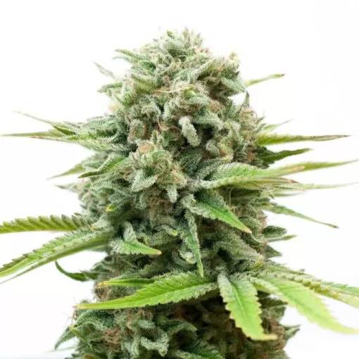 Buy White Widow Seeds (Fem) Buy White Widow Seeds (Fem)