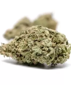 Buy White Widow Strain