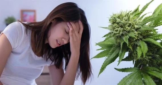 Can Marijuana Help Those with Anxiety