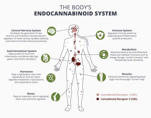 Image 2 (Endocannabinoid System): A diagram illustrating the complex biological system known as the endocannabinoid system, which interacts with cannabinoids from medical marijuana