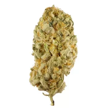 Jack Herer Strain Jack Herer strain for sale, Buy Jack Herer marijuana strain