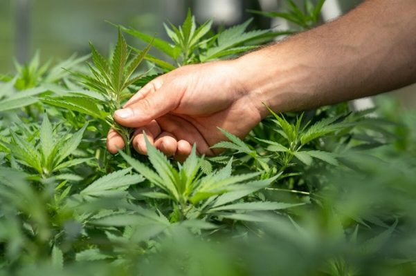 Marijuana and Mental Health Marijuana and Mental Health