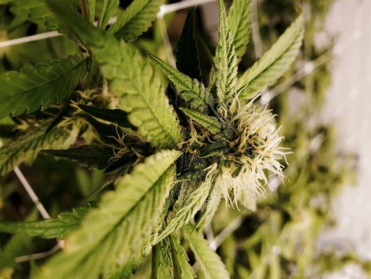 Pros and Cons of Using Cannabis use - entourage effect