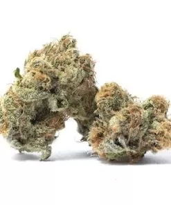 Image of buy purple diesel marijuana strain online