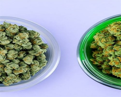 Exploring the Differences: Sativa vs. Indica Strains