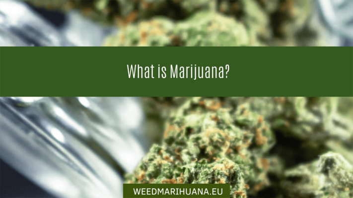 What is marijuana