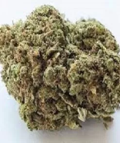 White Rhino marijuana strain - Premium buds from Weedmarihuana.eu