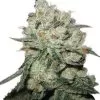 Buy best OG Kush Seeds best-og-kush-seeds