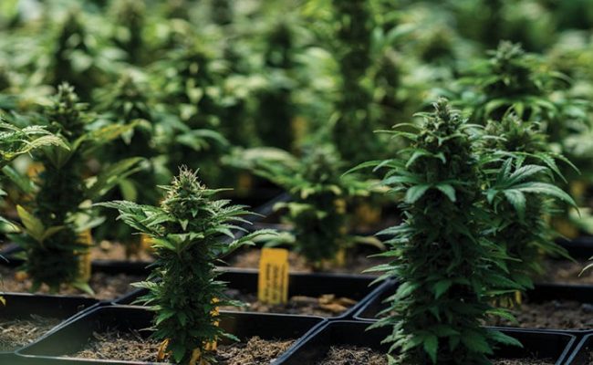 Autoflowering Cannabis Seeds