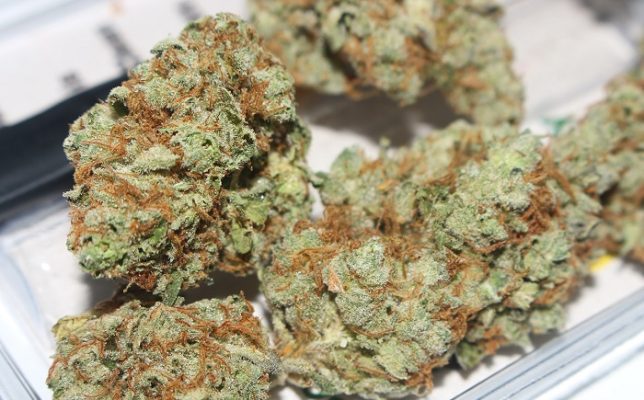 he Origins and Genetics of Gorilla Grips Strain image