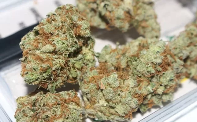 Gorilla Grips - Top 10 Cannabis Hybrid Strains