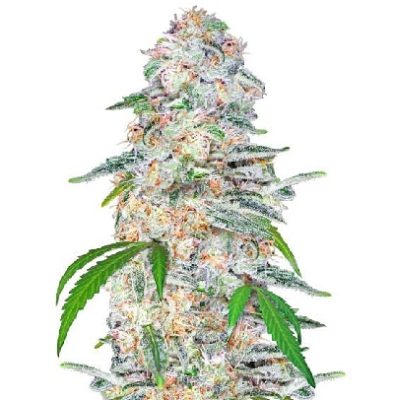 Blue Dream Seeds for Sale - Discover the Legendary Hybrid | Weedmarihuana.eu