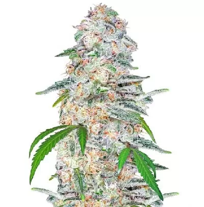Best Blue Dream Seeds | Weedmarihuana.eu Blue Dream Seeds for Sale - Discover the Legendary Hybrid | Weedmarihuana.eu