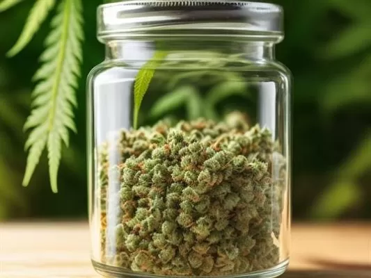 Buy Cannabis Seeds Online Germany | Weedmarihuana.eu