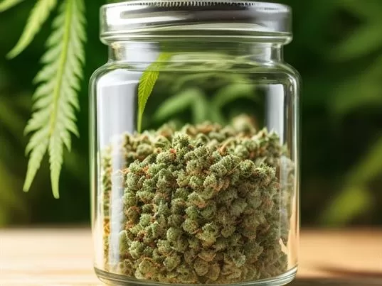 Buy Cannabis Seeds Online Germany | Weedmarihuana.eu Buy Cannabis Seeds Online Germany | Weedmarihuana.eu