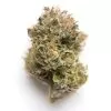 Buy Critical Purple Kush