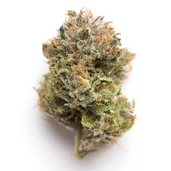 Buy Critical Purple Kush Buy Critical Purple Kush