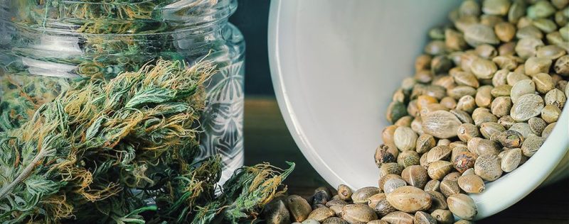 Buy cannabis seeds UK next day delivery from Weedmarihuana.eu