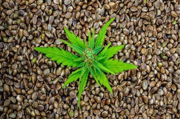 How Many Marijuana Seeds to Plant in One Pot How Many Marijuana Seeds to Plant in One Pot