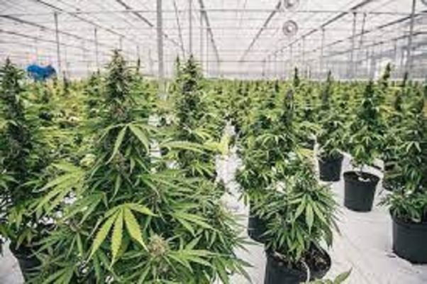 Buy Cannabis Seeds Online Germany | Weedmarihuana.eu How to Germinate Cannabis Seeds UK