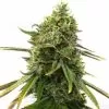 Buy Strawberry Cough Seeds (Fem) - Premium Feminized Seeds
