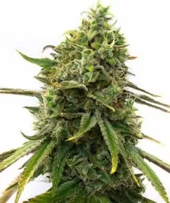 Buy Strawberry Cough Seeds (Fem) - Premium Feminized Seeds